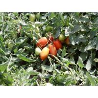 Томат Инкас F1 1000шт Томат Инкас F1 1000шт