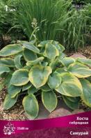 Хоста гибридная Самурай (I) 1 шт
