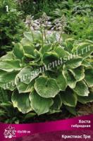 Хоста гибридная Крисмас Три (I) 1 шт 
