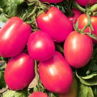 Томат Де барао Розовый 0,5г Томат Де барао Розовый 0,5г