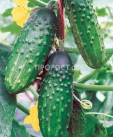 Огурец Сокол F1 2г  Огурец Сокол F1 2г