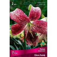 Лилия Азиатская Пёпл Лайф (14/16) 2шт 821173