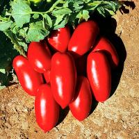 Томат Инкас F1 1000шт