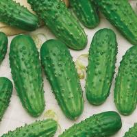 Огурец Конкурент 0,5г