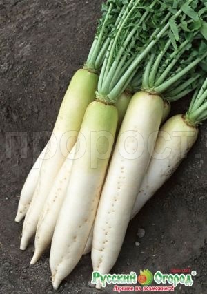 Дайкон Цезарь 1г  Дайкон Цезарь 1г