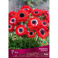 Анемона махровая Ред (5/6) 10 шт Анемона махровая Ред (5/6) 10 шт
