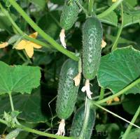 Огурец СВ 4097 ЦВ F1 1000 шт Огурец СВ 4097 ЦВ F1 1000 шт