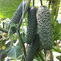 Огурец Седрик F1 500 шт