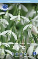 Подснежник Нивалиса 5/6 (10шт) 2250 Подснежник Нивалиса 5/6 (10шт) 2250