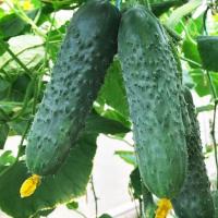 Огурец Антисипатор F1 500 шт Огурец Антисипатор F1 500 шт