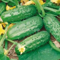 Огурец Солнечный 5г  Огурец Солнечный 5г