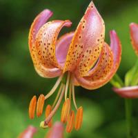 Лилия Фейри Морнинг (14/16) 1 шт 821191