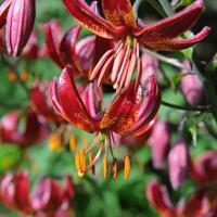 Лилия Клод Шрайд (14/16) 1 шт 821187