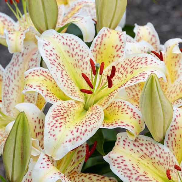 Лилия Восточная Тайгермун (16/18) 1 шт 821196