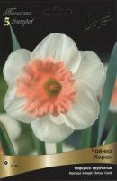 Нарцисс Трубчатый Чайниз Корал (12/14) 5шт.