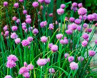 Лук шнитт Эгоист 0,25г Лук шнитт Эгоист 0,25г