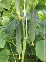 Огурец Апрельский F1 1000 шт Огурец Апрельский F1 1000 шт