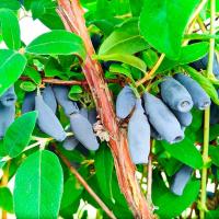 Саженцы Жимолость съедобная Мичуринское диво 820923