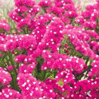 Лимониум Малиновое парфе 0,05 г Лимониум Малиновое парфе 0,05 г