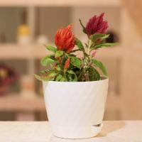 Кашпо Румба 1,5л белый с прик. поддоном