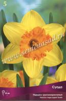 Нарцисс Крупнокорончатый Суада (12/14) 5шт. Нарцисс Крупнокорончатый Суада (12/14) 5шт.