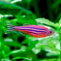 Данио рерио Розовый M Данио рерио Розовый M