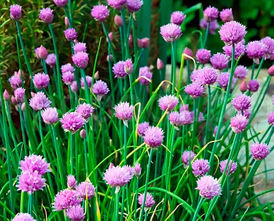 Лук шнитт Эгоист 0,25г Лук шнитт Эгоист 0,25г