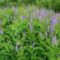 Сидерат Козлятник Ялтинский 0,5кг 