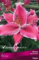 Лилия Восточная Зорро (12/14) 3 шт