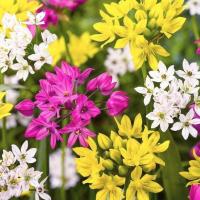 Микс Аллиумов Дуэт 12/14 Микс Аллиумов Дуэт 12/14