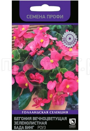 Бегония вечноцветущая зеленолистная Бада Бинг Роуз 15шт Бегония вечноцветущая зеленолистная Бада Бинг Роуз 15шт