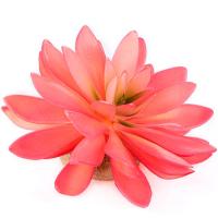 Растение TERRA DELLA Эхеверия большая розовое 14x13x9.5см (Нидерланды) Растение TERRA DELLA Эхеверия большая розовое 14x13x9.5см (Нидерланды)