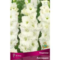 Гладиолус Крупноцветковые Амстердам (10/12) 10 шт 841765