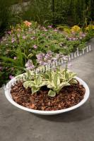 Хоста гибридная Майти Маус (I) 1шт 