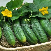 Огурец Кречет F1 1г Огурец Кречет F1 1г