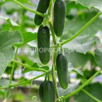 Огурец Бьерн F1 20*10шт Огурец Бьерн F1 20*10шт