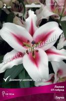 Лилия ОТ-Гибрид Гаучо (14/16) 2 шт
