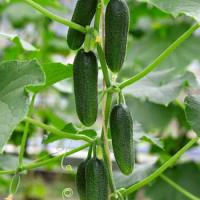 Огурец Бьерн F1 500 шт Огурец Бьерн F1 500 шт