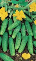 Огурец Голубчик F1 12шт Огурец Голубчик F1 12шт