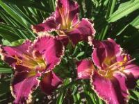 Лилейник гибридный Беттилен (I) 1 шт