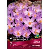 Крокус прекрасный Конкерор (5/7) 10шт Крокус прекрасный Конкерор (5/7) 10шт