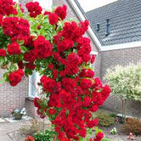 Саженцы Роза плетистая Пауль Скарлет Клайминг