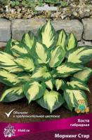 Хоста гибридная Морнинг Стар (I) 1шт