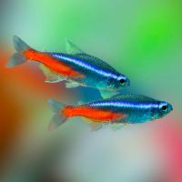 Рыба Неон ассорти крупный Рыба Неон ассорти крупный