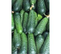 Огурец Мадрилене F1 250 шт Огурец Мадрилене F1 250 шт