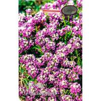 Алиссум Мускат (однолетний, фиолетовый) 20*0,2 Алиссум Мускат (однолетний, фиолетовый) 20*0,2
