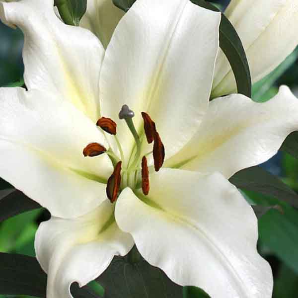 Лилия ОТ-Гибрид Гензано (16/18) 1 шт 821204