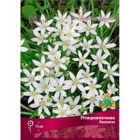 Птицемлечник Баланза (5/6) 10шт 839654 Птицемлечник Баланза (5/6) 10шт 839654