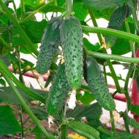 Огурец Меренга F1 250 шт Огурец Меренга F1 250 шт