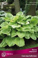 Хоста гибридная Сам энд Сабстанс (I) 1шт 